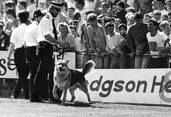Bryn, el perro que salvó al Torquay United - Odio Eterno Al Fútbol Moderno 